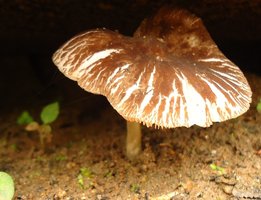 cogumelos15.JPG