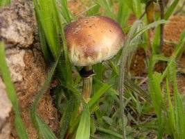 cogusDSCN6193st.JPG
