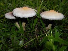cogusDSCN6199st.JPG