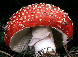 Amanita muscaria # Taylor F Lockwood.jpg