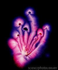 H6820029-Kirlian_photograph_of_liberty_cap_mushrooms-SPL (1).jpg