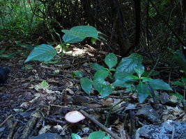 DSC04861.JPG