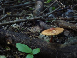 DSC04863.JPG