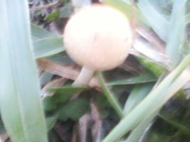 Foto-0031.jpg