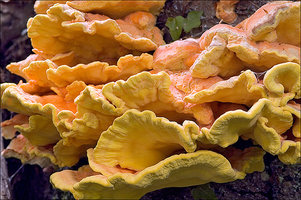 ca-a-de-cogumelos-frango-selvagem-161.jpg