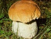 boletusedulis.jpg