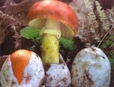amanita.jpg