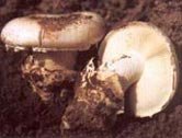 amanita-ponderosa.jpg