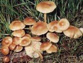 marasmius-oreades.jpg