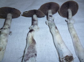 P1010288.JPG