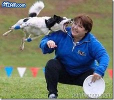 dogattack1.jpg