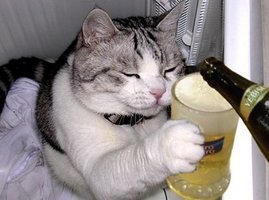 Fotos-Engracadas-de-Animais.jpg
