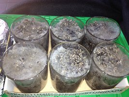 IMG_0039.JPG