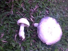 Snapshot_20120312.jpg