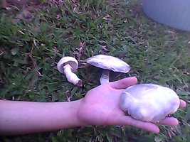 Snapshot_20120312_3.jpg