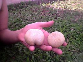 Snapshot_20120316.jpg