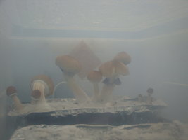 cultivo 20-03-12 003.jpg