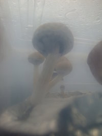 cultivo 20-03-12 004.jpg