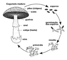 Ciclo de Vida dos Cogumelos - Parte 1