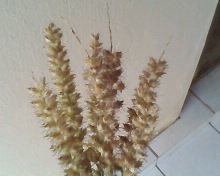 IMG0169A.jpg