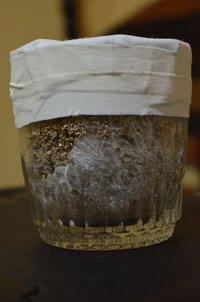 DSC_0415.JPG