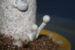 albinos corumba 5754.jpg