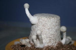 albinos corumba 5755.jpg