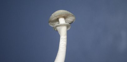 albinos corumba 5756.jpg
