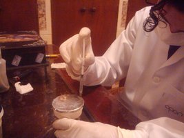 Cogumelos Selvagens 0059.jpg