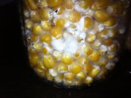 bolo3_11-04_micelio.JPG