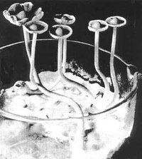 heim1958bmex.jpg