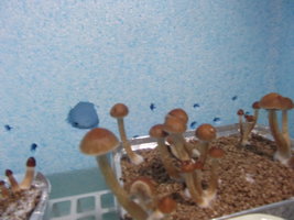 DSCF2938.JPG