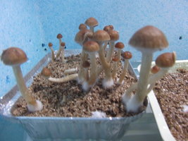 DSCF2933.JPG