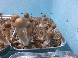 DSCF2934.JPG