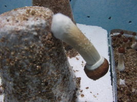 DSCF2935.JPG