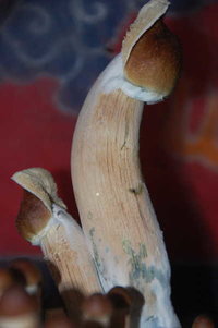 228634303-mutant_b.jpg