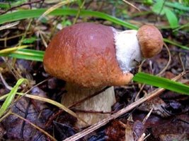 535427-boletus-boletus-edulis-mushroom-mutation.jpg