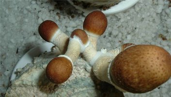 473133155-One_Growing_on_Another.jpg