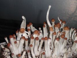 Principais mutações em Cogumelos