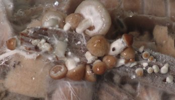 390615613-cube_contamination_of_cauliflower_mushroom_008a.jpg
