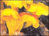 20030919183124030919_cogumelo203.jpg