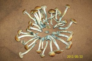 100_2988.JPG