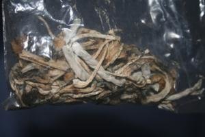 clonagem secos 05_300x200.jpg