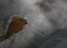 clonagem secos 06_279x200.jpg