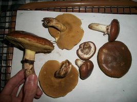 100_6012.JPG