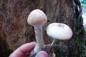 cogus_640x427.jpg