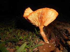 DSCN0337.JPG