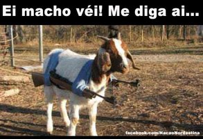 Cabra Macho.jpg