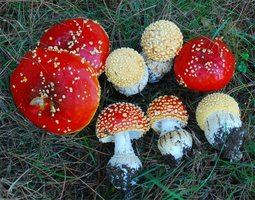 2.1 Amanita muscaria var. flavivolvata 2.jpg
