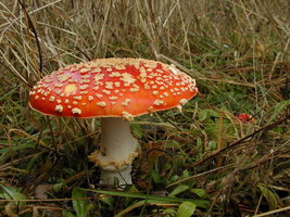 2.2 Amanita muscaria var. flavivolvata 652.jpg